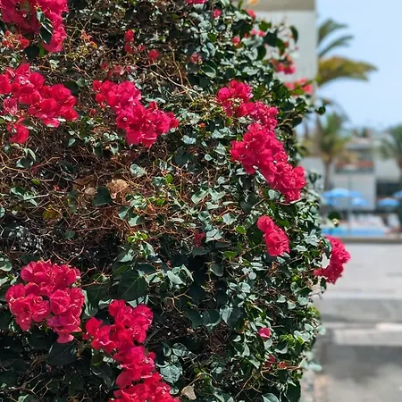 Casa Primavera アロナ