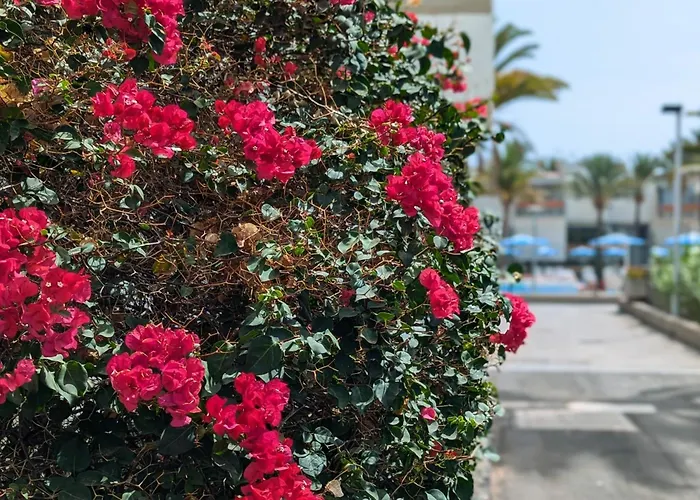 Casa Primavera アロナ